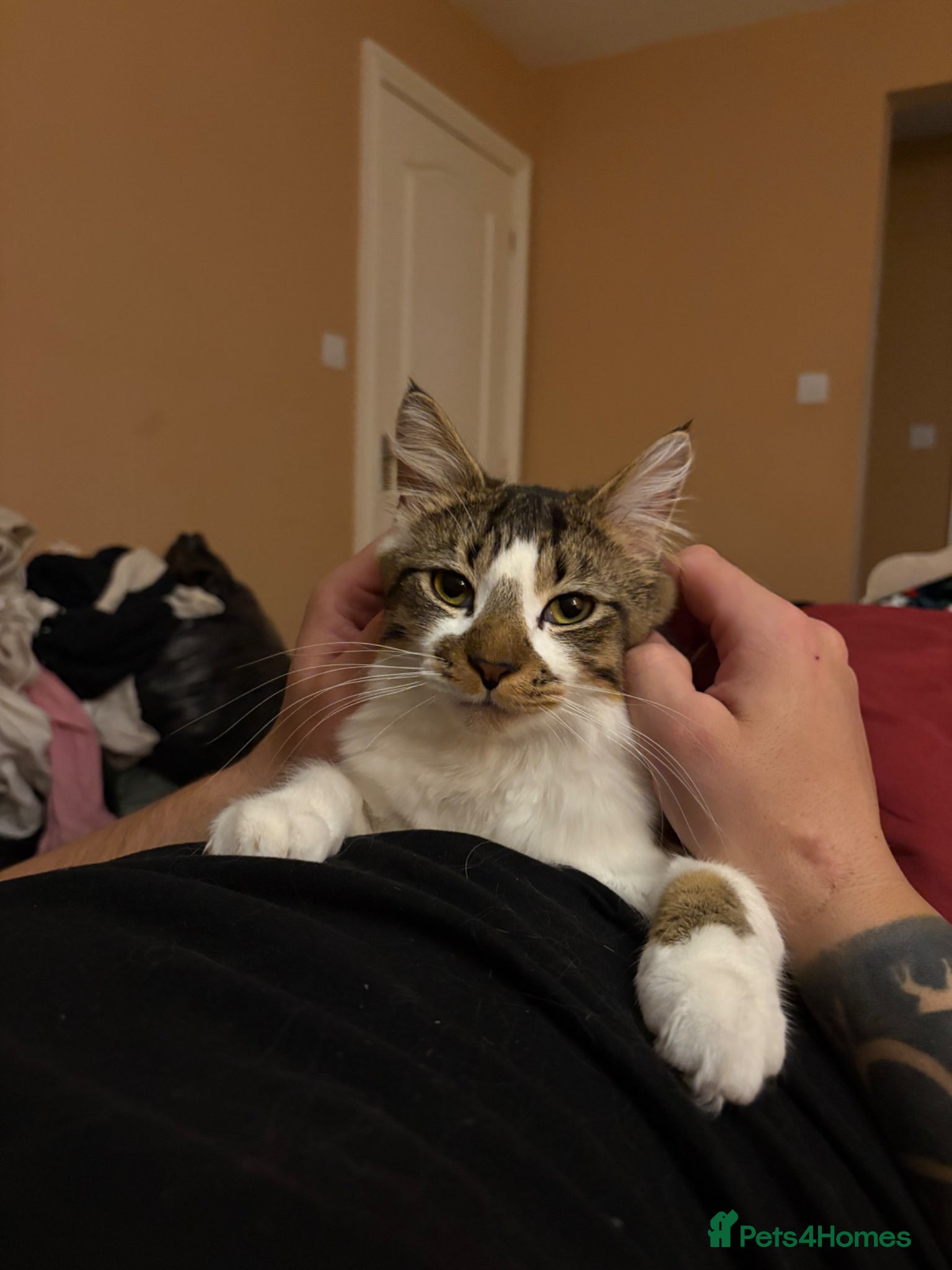 Mixed Breed cats for sale: Father and Son in Boston - Advert 7