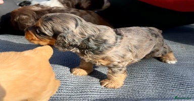 Cockapoo dogs - Advert 15