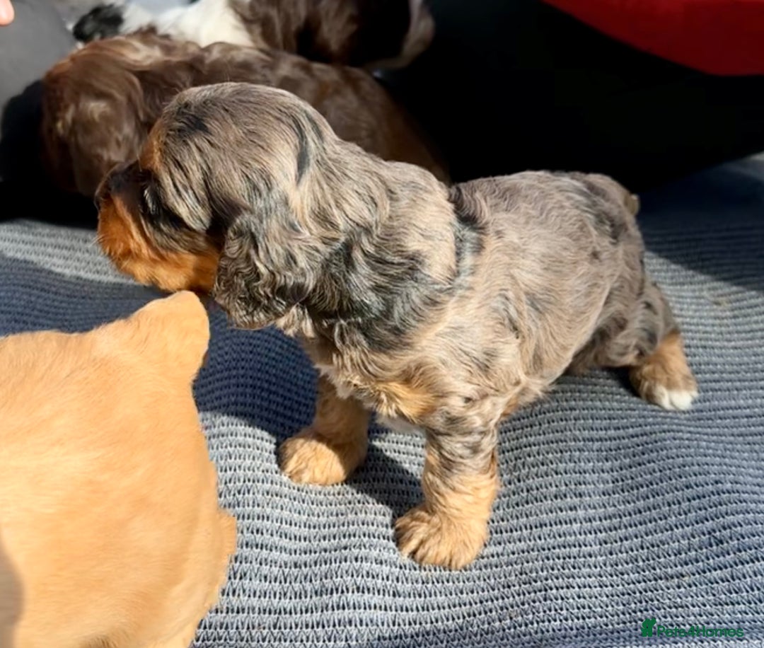 Cockapoo dogs for sale: F1BB Cockapoo Pups  - Image 3