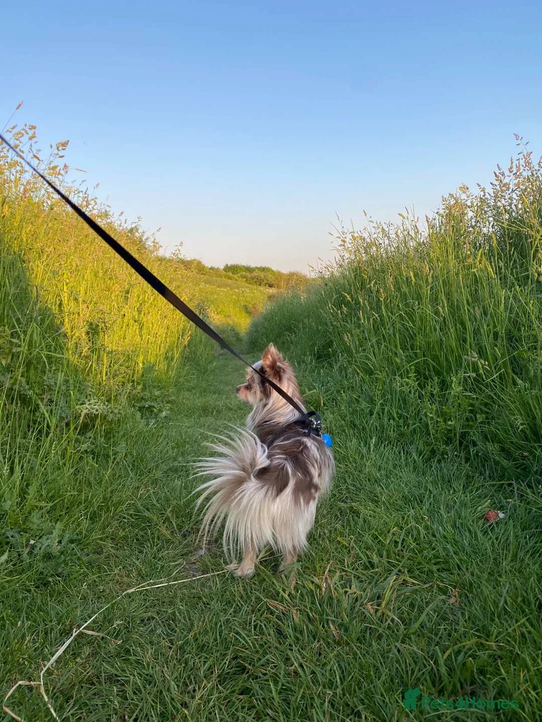 Mixed Breed dogs for sale: Loving Merle Chihuahua looking for forever home in Rotherham - Advert 5