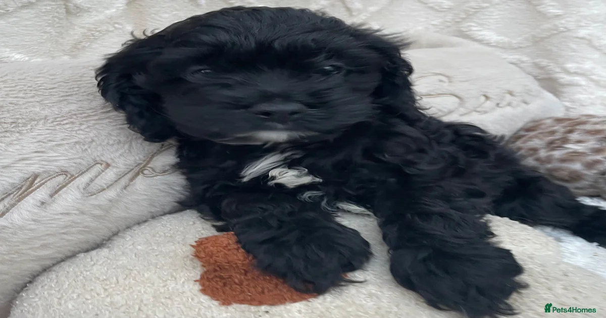 Miniature toy Cockapoo Puppies for sale | Pets4Homes