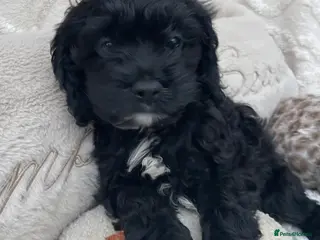 Cockapoo dogs American cockapoos Yankeedoodles (health tested) - Advert 1