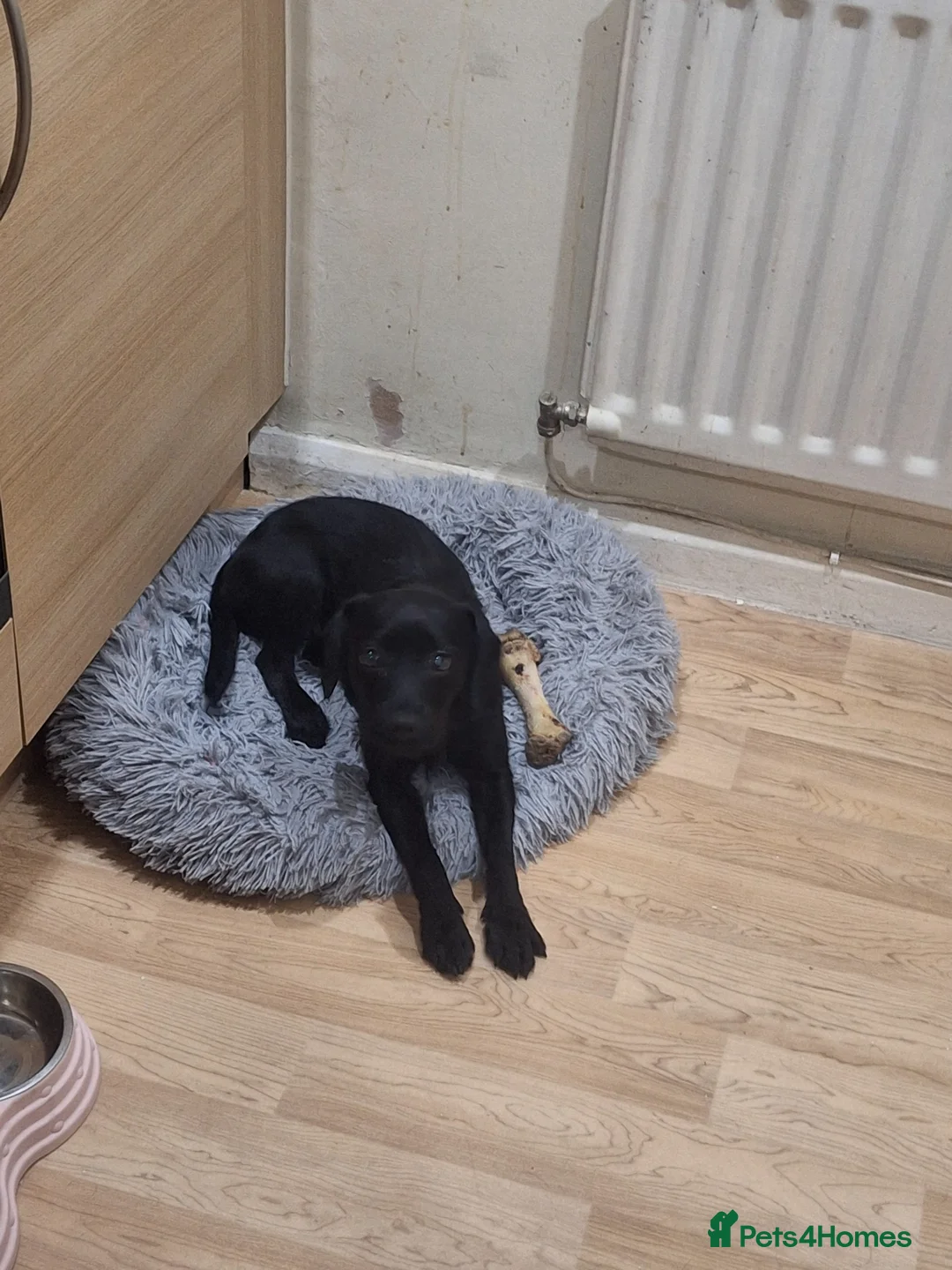 Mixed Breed dogs for sale: Beautiful black 8 month old - Advert 5