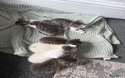 British Shorthair cats for sale: Short hair kittens available  - Image 2