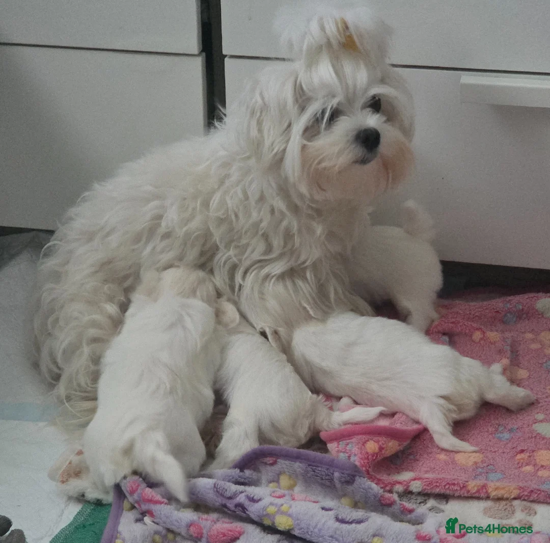 Maltese dogs for sale: Sweet little Maltese puppies  - Advert 7