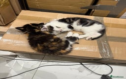 British Longhair cats for sale: Long hair fluffy kittens ginger male available  - Image 7