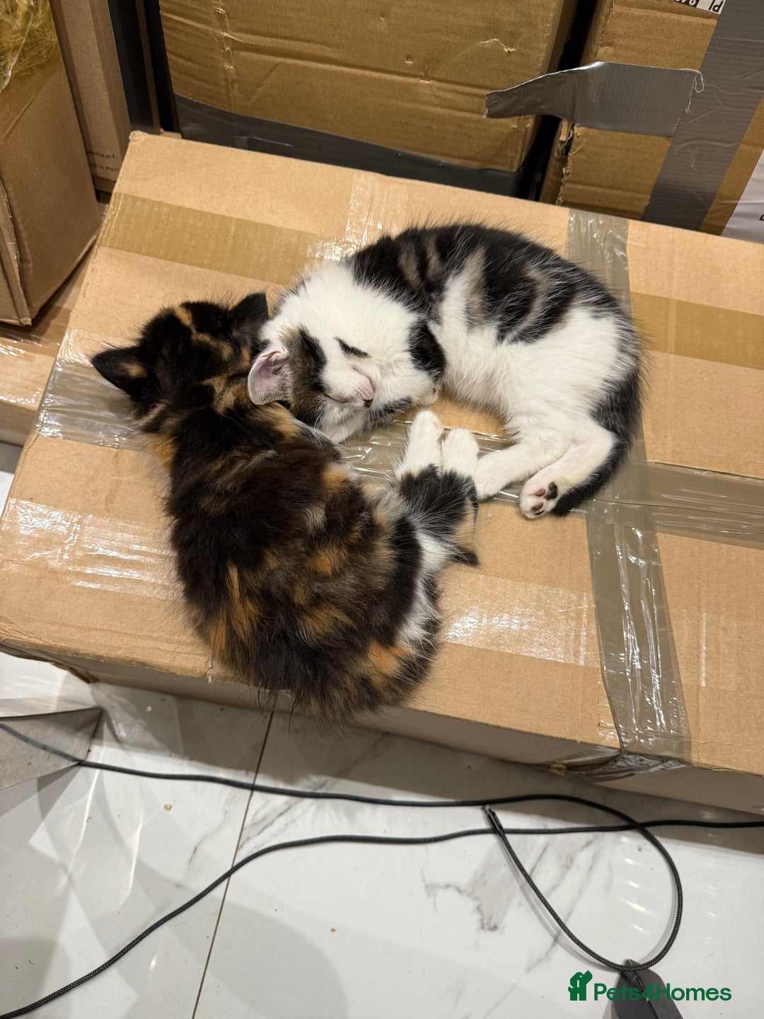 British Longhair cats for sale: Long hair fluffy kittens ginger male available  - Image 7