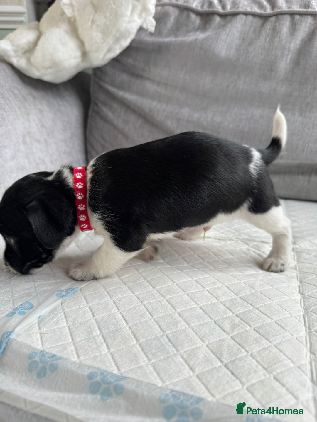 Mixed Breed dogs for sale: cavalier king charles X jack russell puppies  - Advert 4