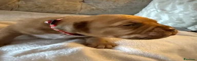 Dogue De Bordeaux 1