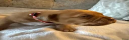 Dogue De Bordeaux dogs for sale: Dogue de Bordeaux  - Advert 10