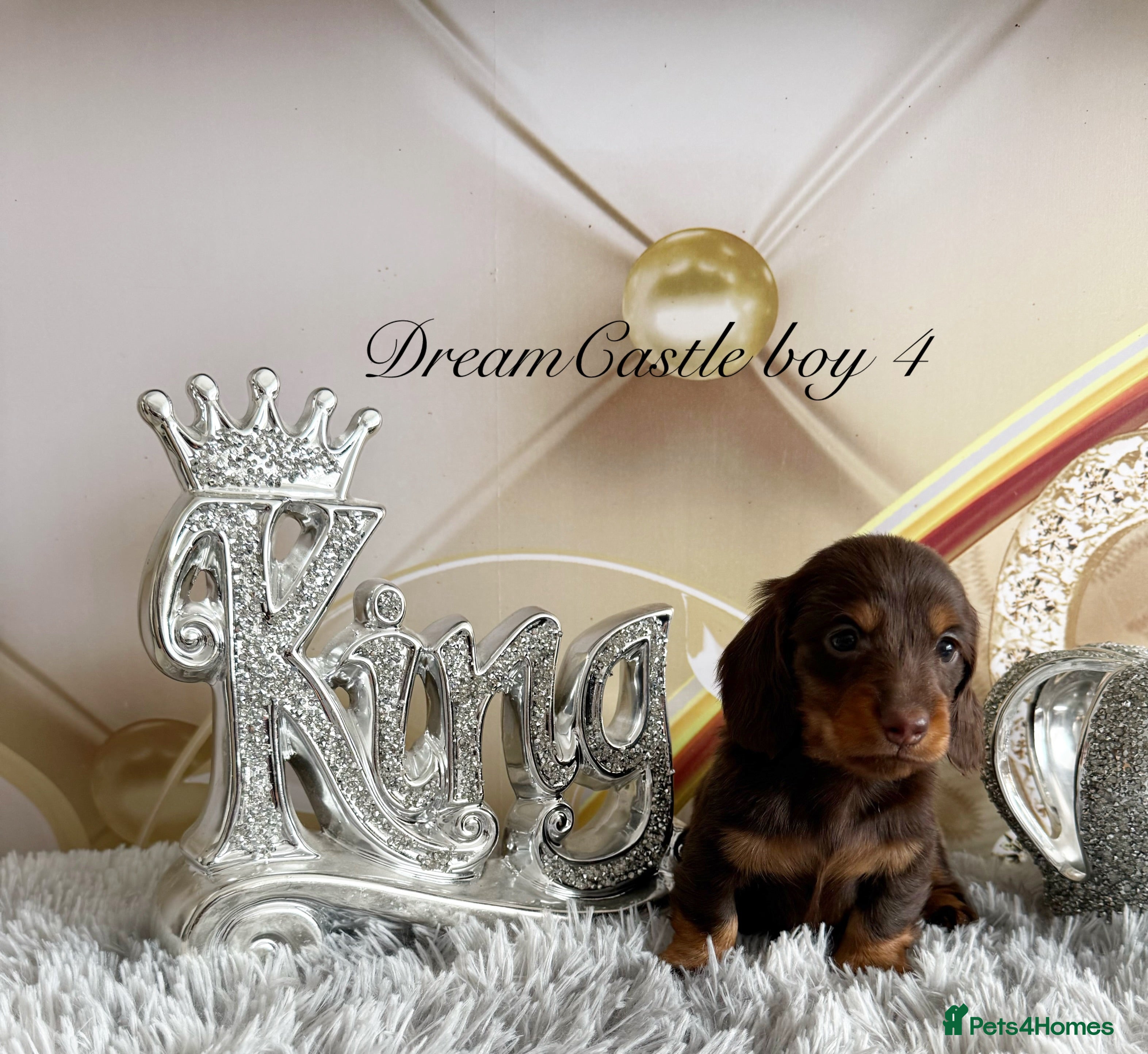 Miniature Dachshund dogs Adorable miniature datchund Kc reg boys available  - Advert 1