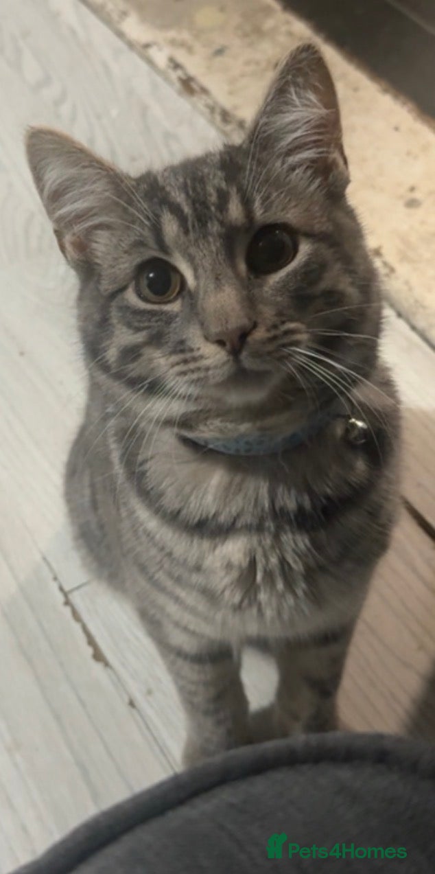 Mixed Breed cats Male grey cat - Advert 2