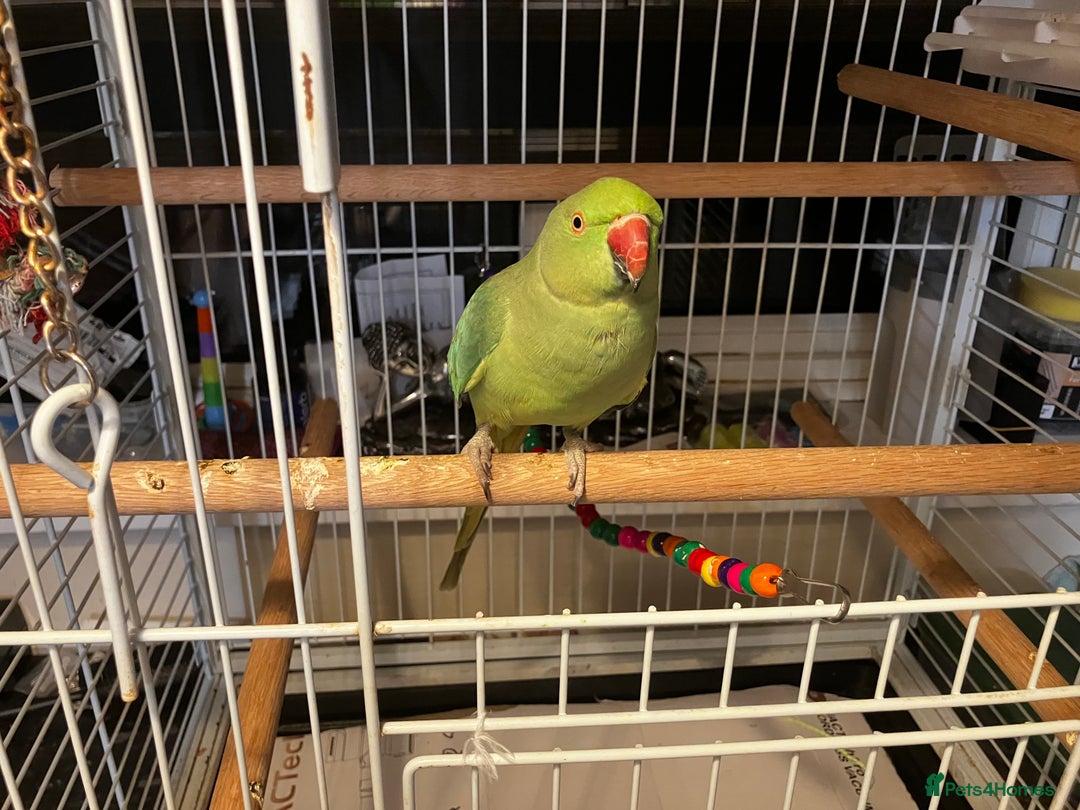 Parakeets birds for sale: parakeet - Advert 6