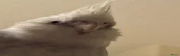Cockatiels birds for sale: Archie needs his retirement home  in Preston - Advert 2