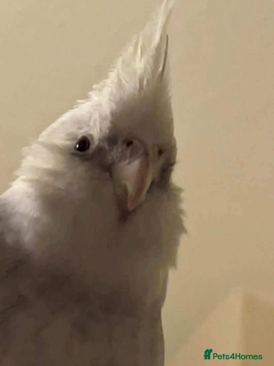 Cockatiels birds for sale: Archie needs his retirement home  in Preston - Advert 2