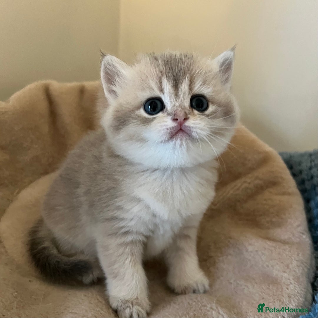 British Longhair cats for sale: Gorgeous Golden British Longhair & Shorthair  - Advert 5