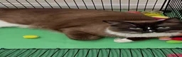 Ragdoll cats for sale: Stunning Mink Ragdoll Kittens  in Cirencester - Advert 3