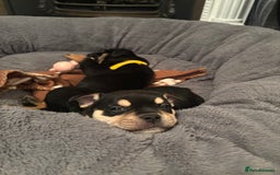 Mixed Breed dogs for sale: Beautiful puppies - Image 21