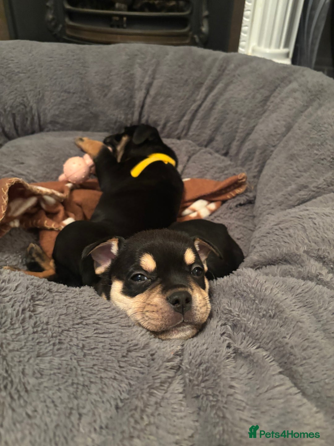 Mixed Breed dogs for sale: Beautiful puppies - Image 21