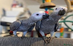 Parrots birds for sale: Super Tamed African Grey Parrots With Cage. - Image 4