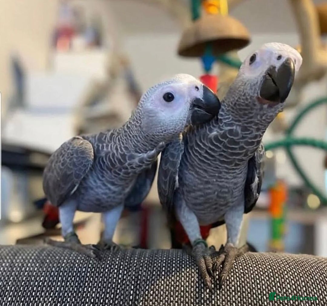 Parrots birds for sale: Super Tamed African Grey Parrots With Cage. - Image 4
