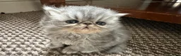 Persian cats for sale: Female Breeder Persian Cat Silver Tabby - GCCF - Advert 13