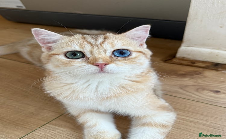 British Shorthair cats in London - Advert 12