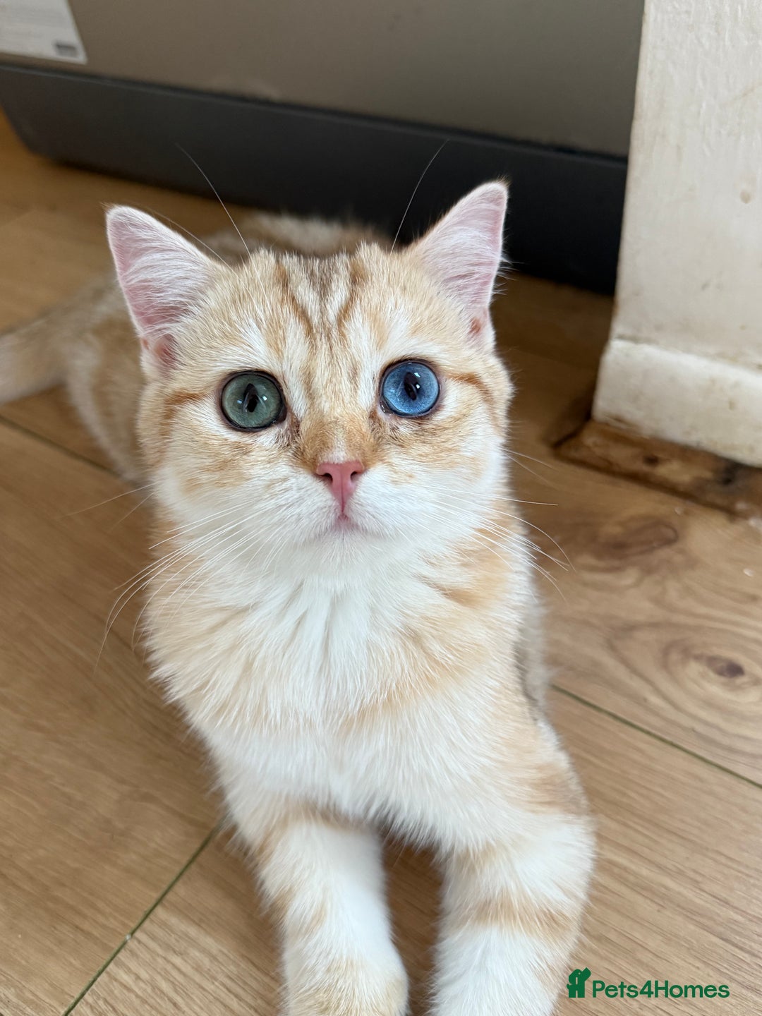 British Shorthair cats for sale: GCCF reg BSH Chocolate Golden Odd Eyes Last Male in London - Image 1