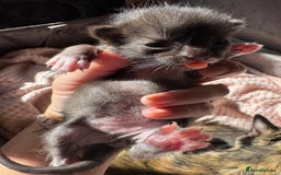 Mixed Breed cats for sale: 5 babies just born weeks ago! - Image 4