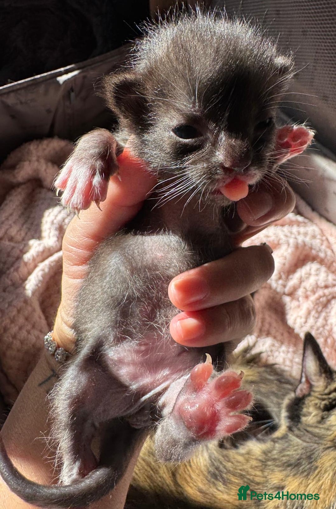 Mixed Breed cats for sale: 5 babies just born weeks ago! - Image 4