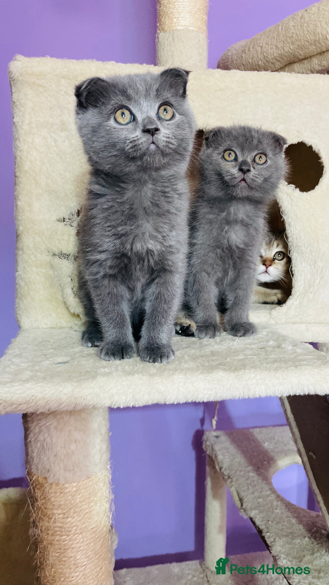Scottish Fold cats for sale: Beautiful litter Scottish fold ready to new 🏠 ❤️ - Image 6
