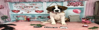 Saint Bernard Puppy 1