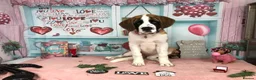 Saint Bernard dogs for sale: Beautiful Female Saint Bernard Puppy - Advert 6