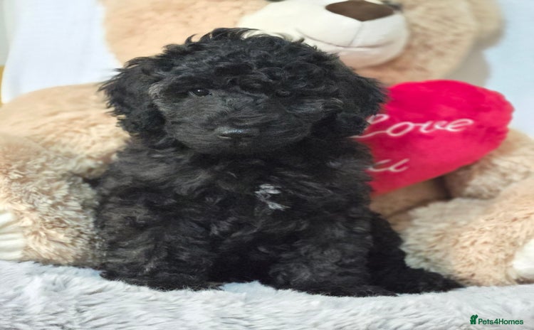 Australian Labradoodle dogs in Leicester - Advert 16