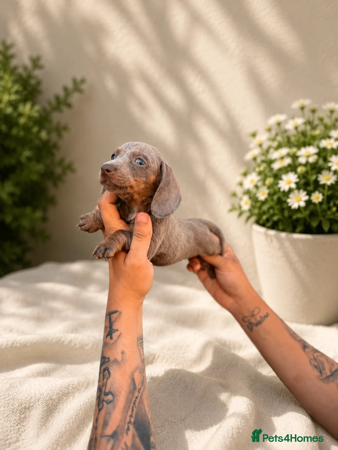 Dachshund dogs for sale: READY TO LEAVE BLUE EYED DASCHUND🐶PUPPIES - Advert 5