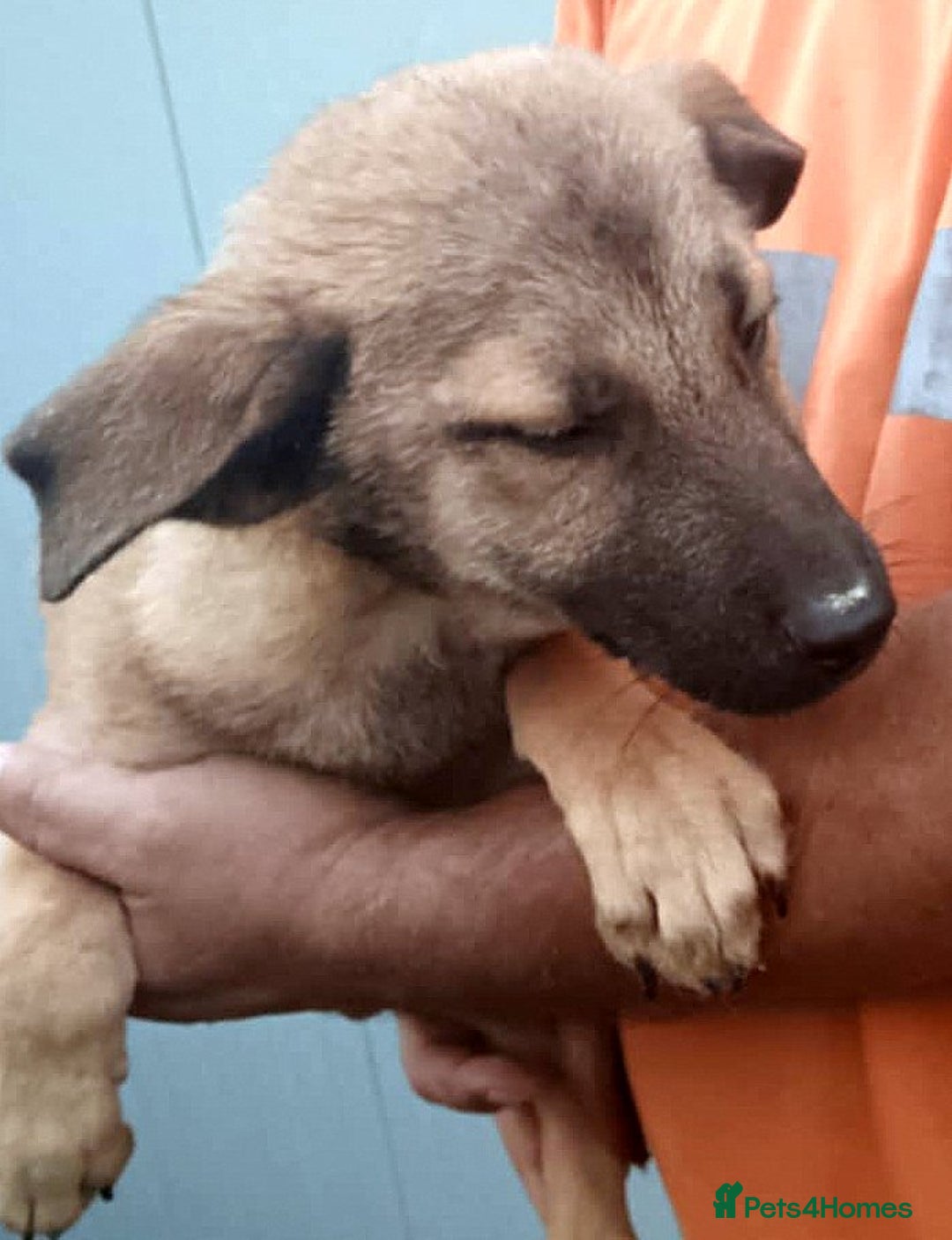 Mixed Breed dogs for adoption: 💖 MARLEY – a lovely boy with a gentle soul 💖 - Advert 4