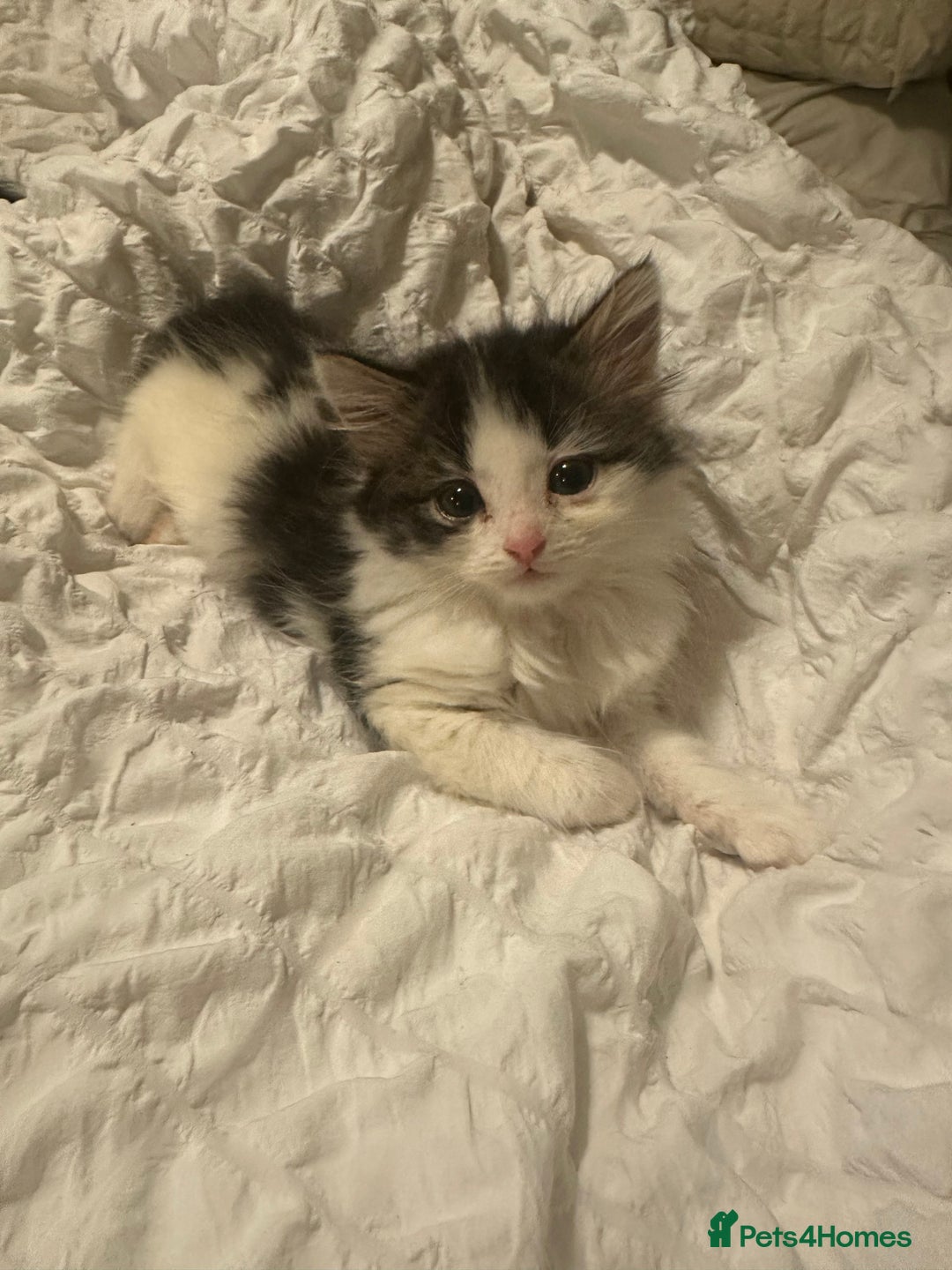 Mixed Breed cats for sale: Persian mixed bread kittens  - Advert 2