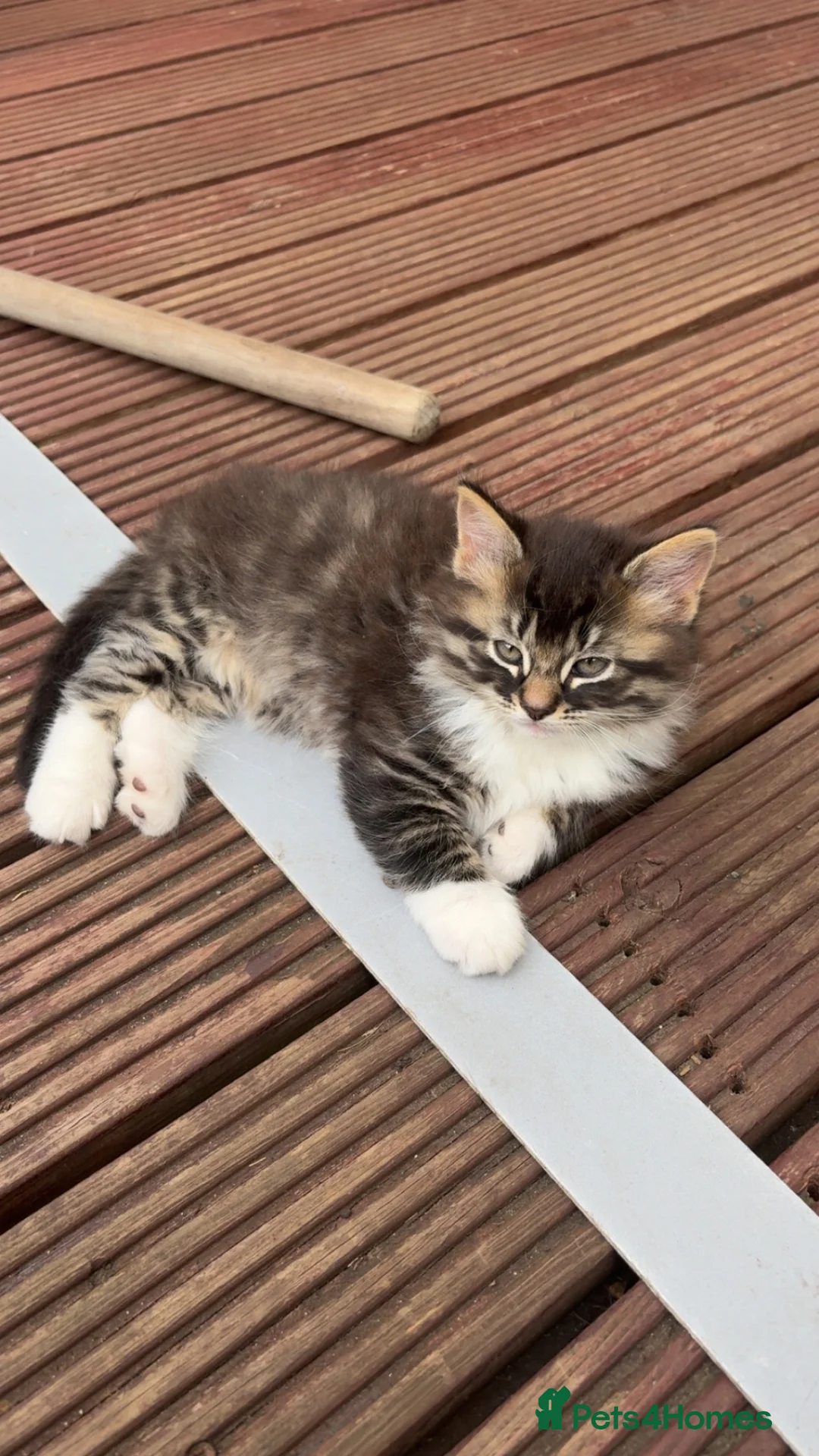Mixed Breed cats for sale: 2 cats for sale (50 each) - Advert 2