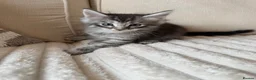 Ragcoon cats for sale: 8 gorgeous Mainecoon x ragdoll babies  - Advert 16