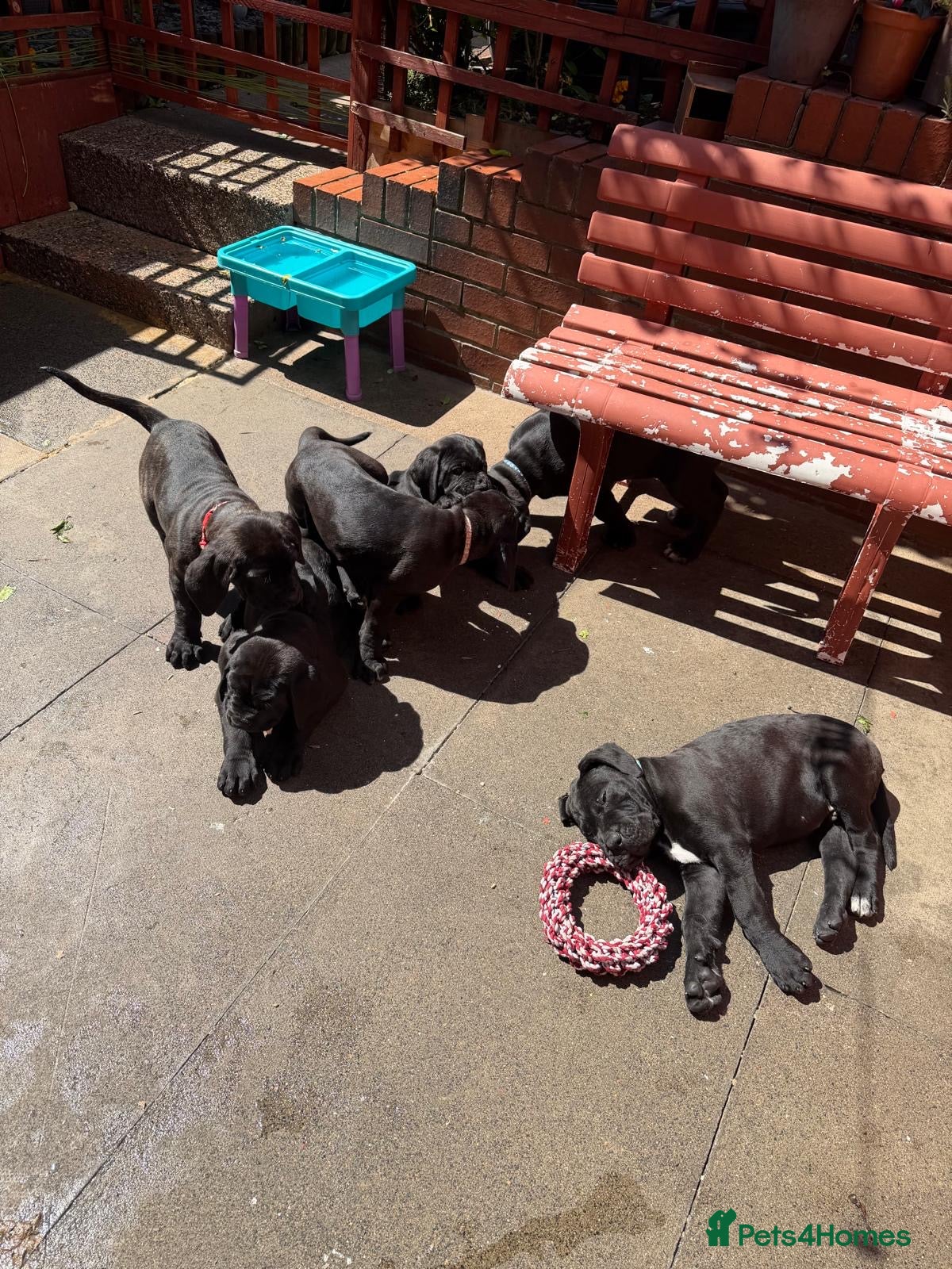Cane Corso dogs Cane Corso for Sale- 4 girls&1Boy - Advert 2