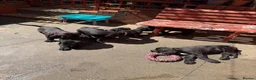 Cane Corso dogs for sale: Cane Corso for Sale- 4 girls&1Boy - Advert 2