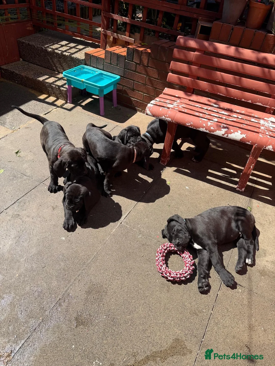 Cane Corso dogs for sale: Cane Corso for Sale- 4 girls&1Boy - Advert 2