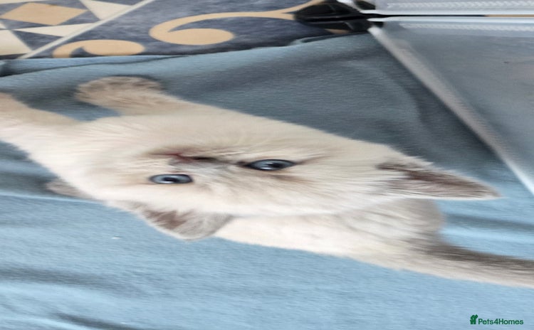 British Shorthair cats - Advert 3