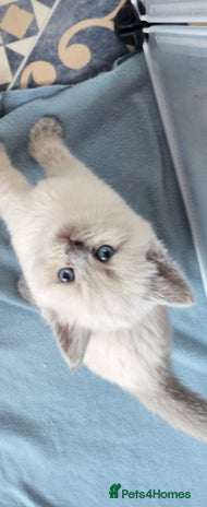 British Shorthair cats - Advert 3