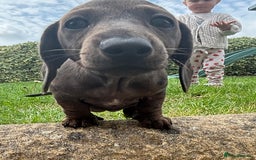 Miniature Dachshund dogs for sale: KC miniature Daschunds    - Image 1