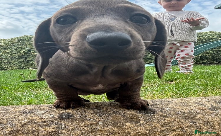 Miniature Dachshund dogs - Advert 14