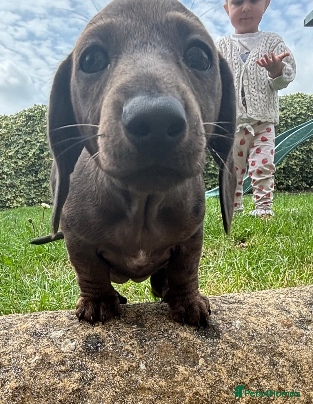 Miniature Dachshund dogs for sale: KC miniature Daschunds    - Image 1