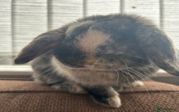 Mini Lop rabbits for sale: Beautiful boy mini lop  - Image 4