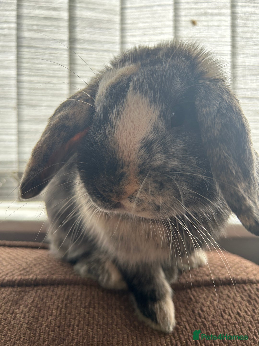 Mini Lop rabbits for sale: Beautiful boy mini lop  - Image 4