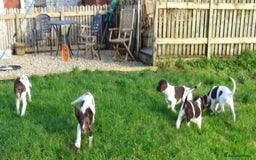 English Springer Spaniel dogs for sale: Gorgeous English Springer Spaniel Puppies  - Advert 7